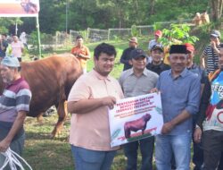 Bupati dan Wabup Saksikan Penyembelihan Sapi Qurban Presiden di Lima Puluh Kota