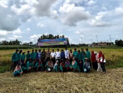 Panen Raya Sawah Pokok Murah di Manggopoh Tingkatkan Produktivitas Padi