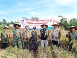 SPM Dongkrak Produksi Padi, Petani Agam Nikmati Panen Melimpah
