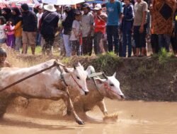 Pacu Jawi Tradisi Perekat Persatuan dan Daya Tarik Wisata di Tanah Datar