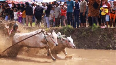 Pacu Jawi Tradisi Perekat Persatuan dan Daya Tarik Wisata di Tanah Datar
